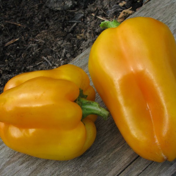 Порно эротика оргазм камасутра куннилингус