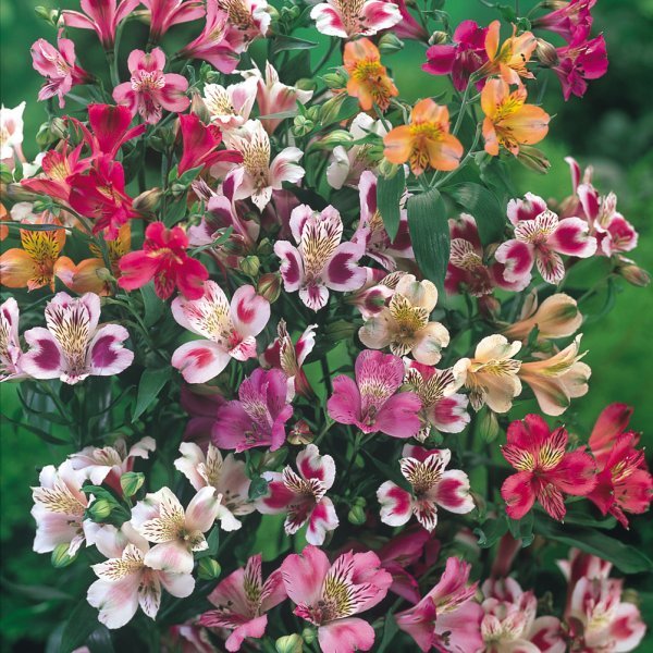 Graines De Fleurs Alstroemeria Aurantiaca Mélangées Dr Salter’s - 15 Graines Multi-Colores Pour Jardin