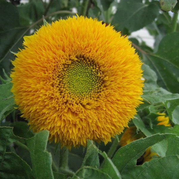 Кичест слънчоглед Слънчево злато