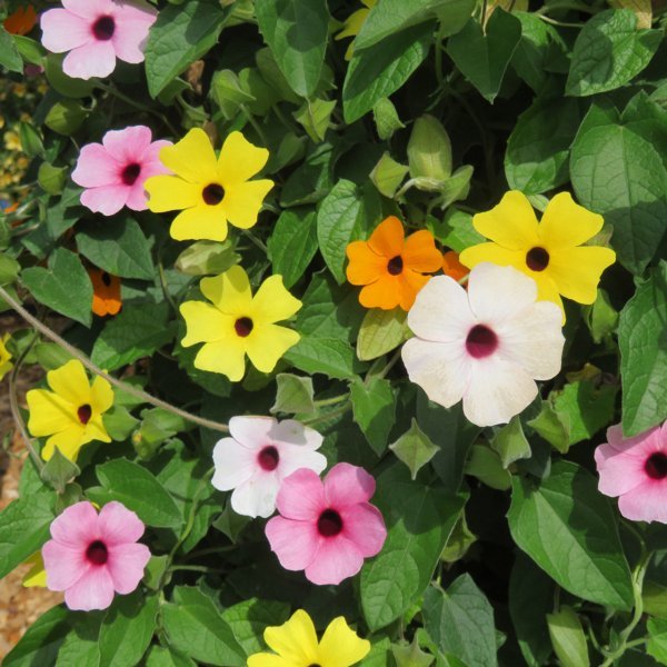 Тунбергия - Черноока Сузан Микс