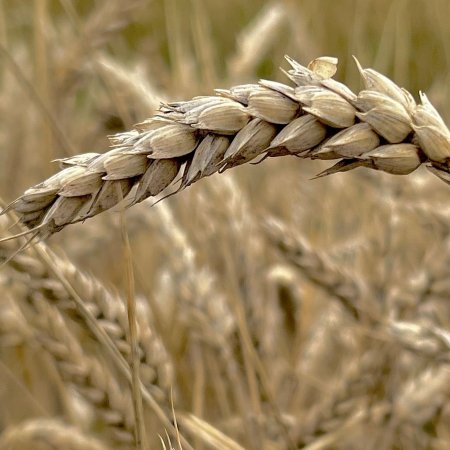 Пшеница - за микрорастения