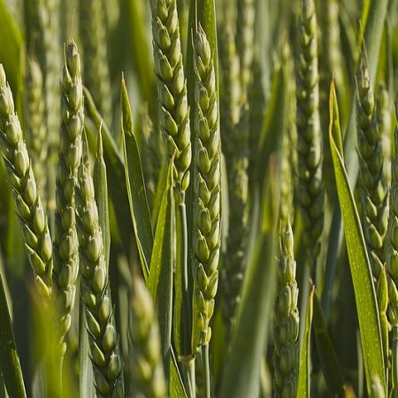 Пшеница - за микрорастения
