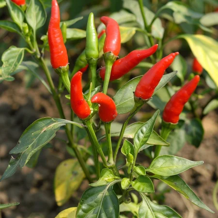 Лютив Пипер Бърдс ай