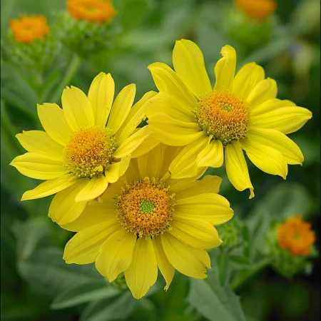 Гайлардия Жълта