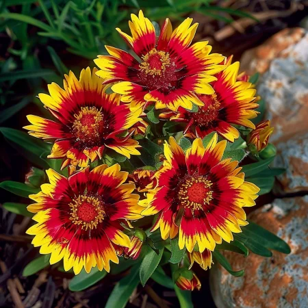 Гайлардия Коболд