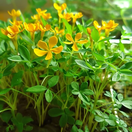 Мексикански Естрагон Оранжев