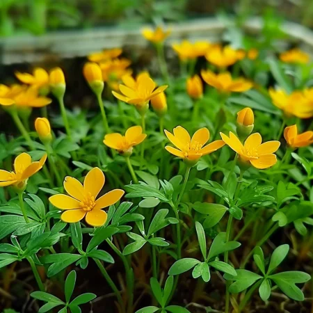 Мексикански Естрагон Оранжев