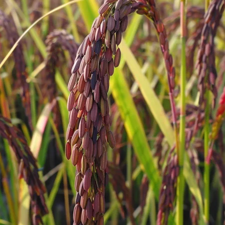 Азиатски Ориз Лилав