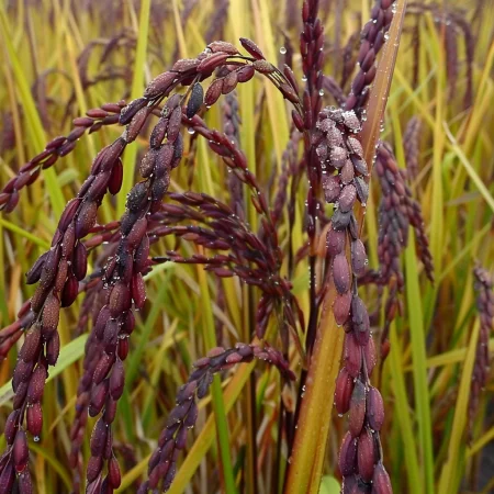 Азиатски Ориз Лилав