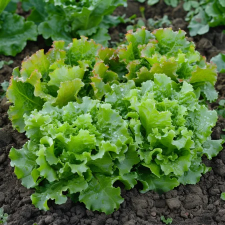 Маруля Мутела