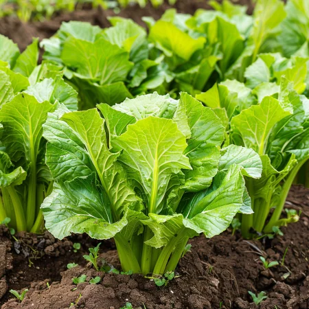 Горчица Листна