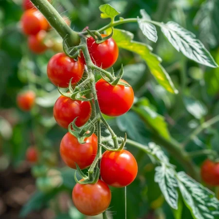 Чери Домат Суитбейби Червен