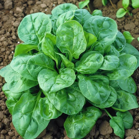 Спанак Орбита Ф1