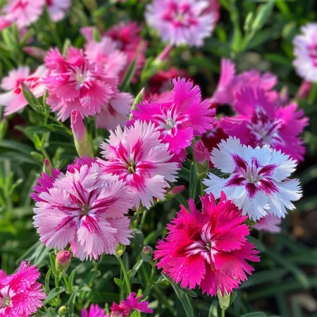 Китайски Карамфил Веселие Единичем Микс