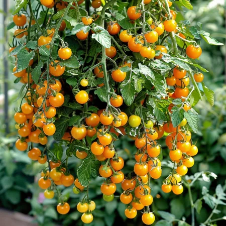 Домат Том Жълт