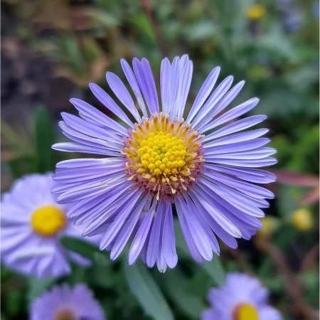 Еригерон Едроцветен Син