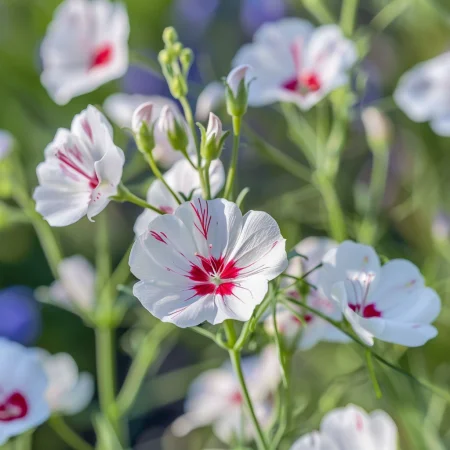 Лен Едноцветен Сияйни очи
