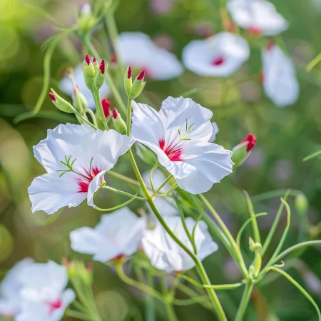 Лен Едноцветен Сияйни очи