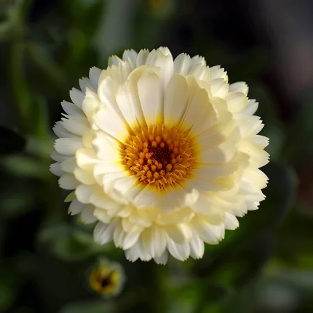 Невен Кичест Айвъри