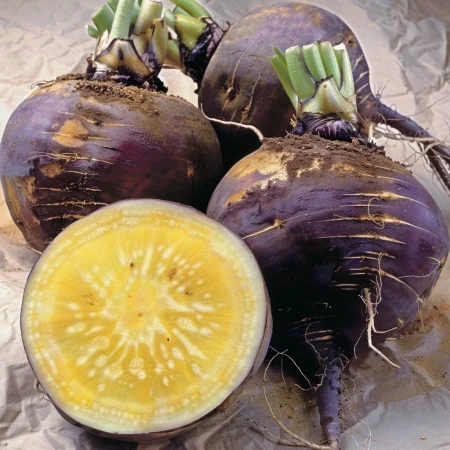 Ряпа Вилхелмсбургер Жълта